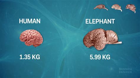 are animal brains similar to humans